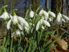 Snowdrops