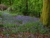 Bluebells at Etherow, Compstall, Stockport