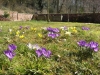 Crocuses in the Walled Garden