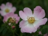 Dog Rose