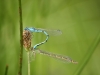 Damselflies