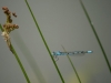 Damselfly