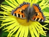 Tortoiseshell Butterfly