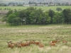 Red Deer at Lyme Park