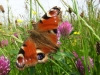 Peacock Butterfly