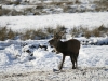 Red Deer