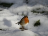Robin, Etherow